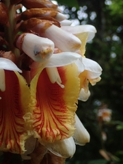 Alpinia kusshakuensis