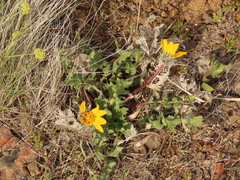 Balsamorhiza serrata