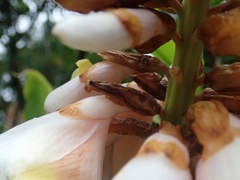 Alpinia kusshakuensis