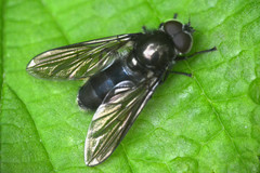 Cheilosia variabilis
