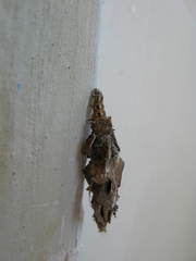Canephora hirsuta