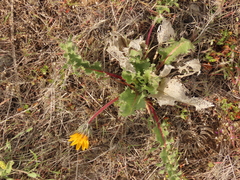 Balsamorhiza serrata