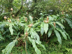 Alpinia kusshakuensis