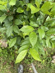 Casearia aculeata
