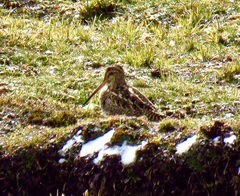 Gallinago andina