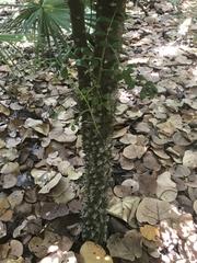 Zanthoxylum coriaceum