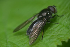 Cheilosia variabilis