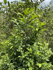 Casearia aculeata