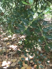 Zanthoxylum coriaceum