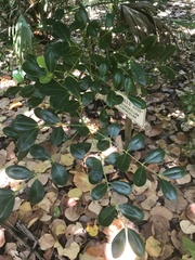 Zanthoxylum coriaceum