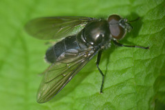 Cheilosia variabilis