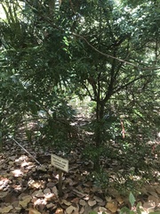 Zanthoxylum coriaceum