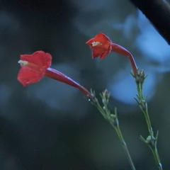 Ipomoea indivisa