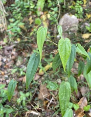 Dioscorea cordata