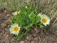 Wyethia helianthoides