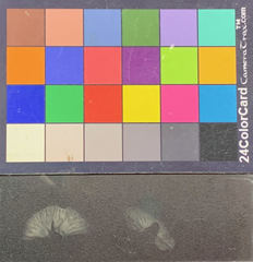 Chrysomphalina chrysophylla