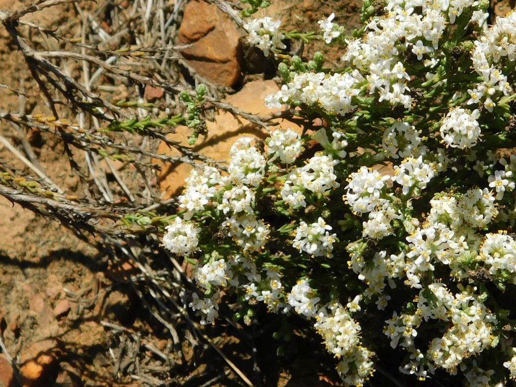 Selago Selago ramosissima from Genadendal Bakenskop, 7234, South Africa on May ...