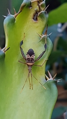 Leptoglossus subauratus