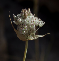 Allium pallens