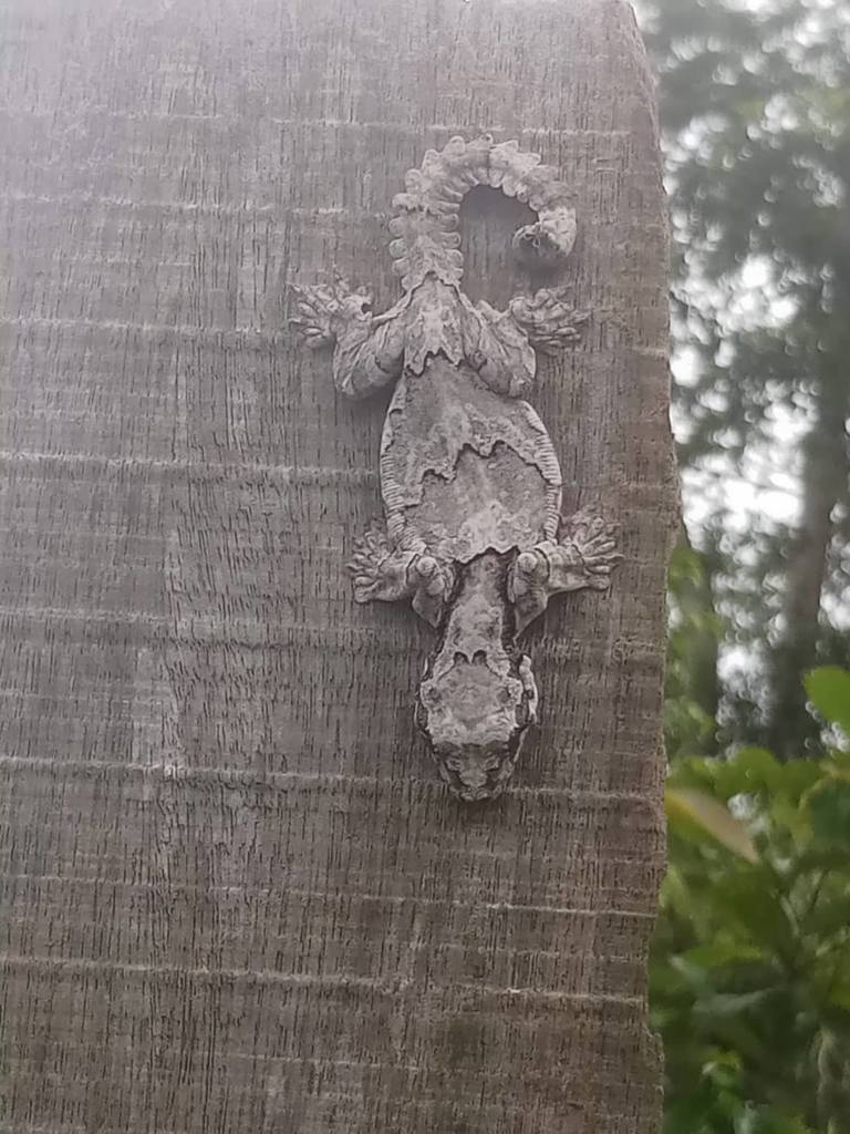 Three-Banded Flying Gecko