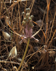 Allium daninianum