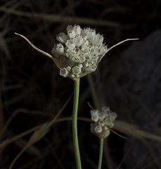 Allium pallens