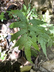 Goniopteris tetragona