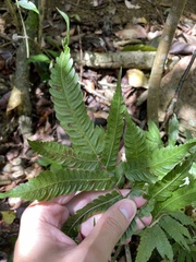 Goniopteris tetragona