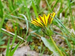 Taraxacum nordstedtii