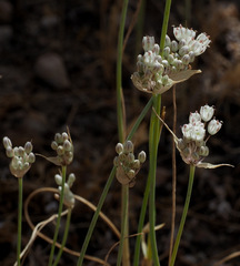 Allium pallens