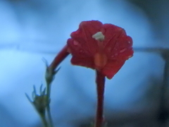 Ipomoea indivisa