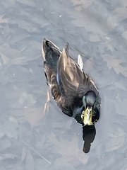 Anas platyrhynchos
