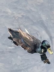 Anas platyrhynchos
