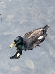 Anas platyrhynchos