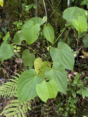 Piper marginatum