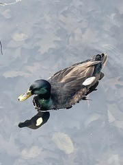 Anas platyrhynchos