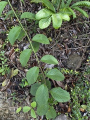 Heliotropium verdcourtii