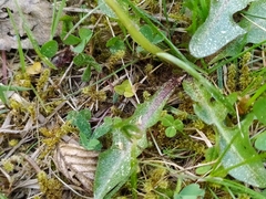 Taraxacum nordstedtii