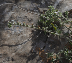 Heliotropium rotundifolium