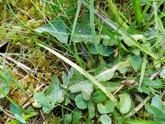 Taraxacum nordstedtii