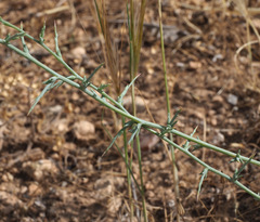 Noaea mucronata