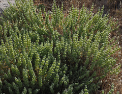 Pseudodictamnus undulatus