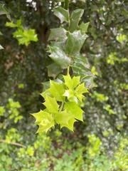 Osmanthus heterophyllus