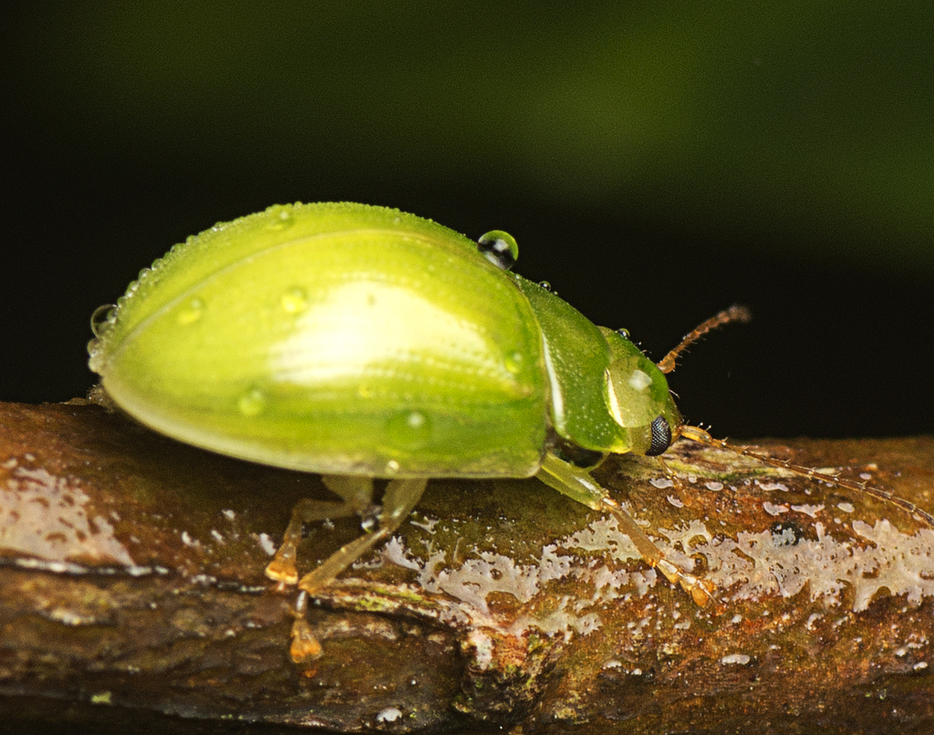 Lilly Pilly leaf beetle