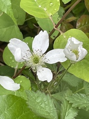 Rubus