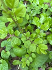 Sageretia thea