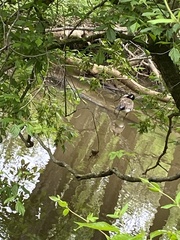 Branta canadensis