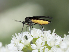 Sciara hemerobioides