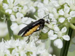 Sciara hemerobioides