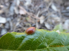 Plagiotrochus australis